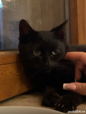 Pisica pentru adoptie