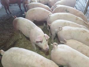 Grasuni de vanzare 25 40 kg - imagine 2