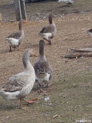 Vand Gaste si Rate Gasca  Rata