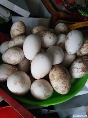 Vand Gaste si Rate,oua,Gasca,Rata,ou - imagine 4