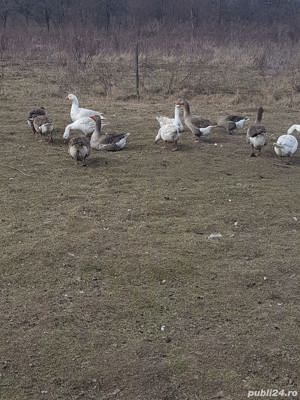 Vand Gaste si Rate,oua,Gasca,Rata,ou - imagine 5