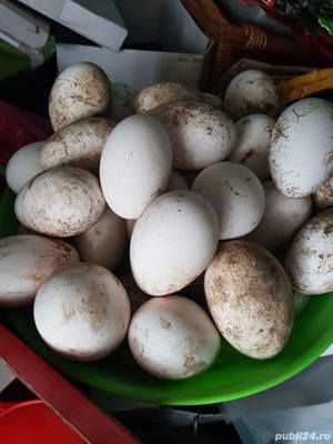 Vand Gaste si Rate,oua,Gasca,Rata,ou - imagine 2