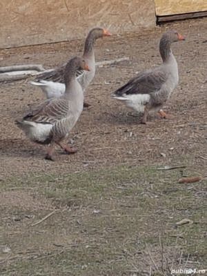 Vand Gaste si Rete Gasca Rata 