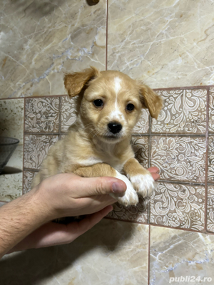 Vând pui de rasă mixtă Bichon-Caniche! 