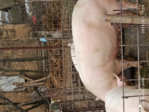 Vând purcea de carne - imagine 3