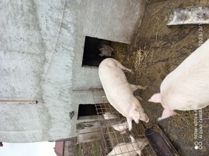 Vând purcea de carne - imagine 4