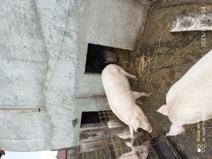 Vând purcea de carne - imagine 2