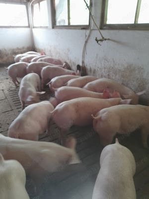 Purcei purceluși porci mari de tăiat sau de crescut purcei 30-60 kg