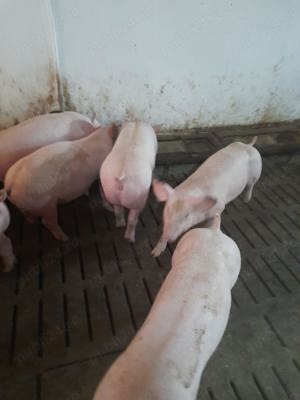 Porci Purceluși grasunei de carne crescuti natural 30-60 kg - imagine 1