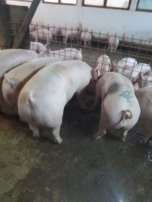 Purcei de vânzare porci de carne 
