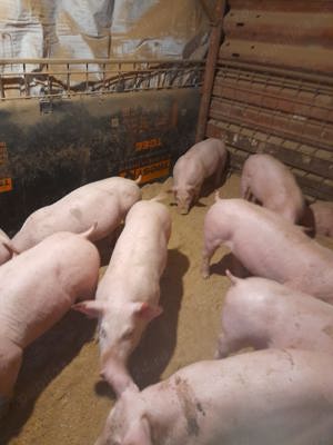 Porci Purceluși grasunei de carne crescuti natural 30-60 kg - imagine 2