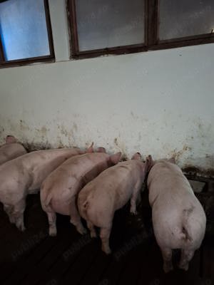 Porci de carne 130-150 kg de crescut sau de tăiat purcei 30-60 kg