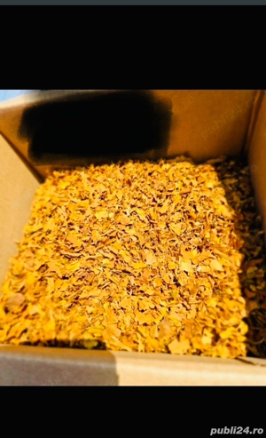 Tutun ieftin Tocat 100 de lei 