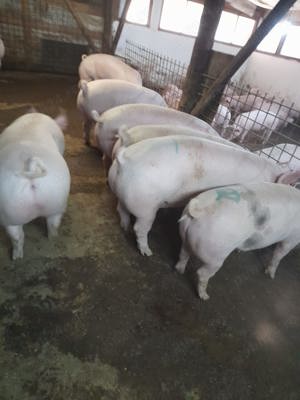 Purcei 30-60 kg purceluși grasunei porci de tăiat sau de crescut 