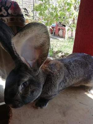  Femele și Masculi Uriaș German 10 Luni rasă pură max 12,13 kg  - imagine 2