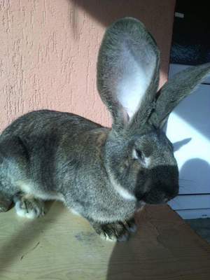  Femele și Masculi Uriaș German 10 Luni rasă pură max 12,13 kg  - imagine 3