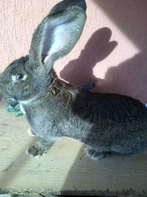 Masculi și Femele Uriaș German 4 luni rasă pură 