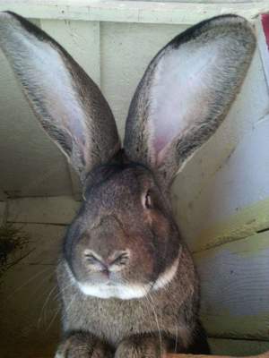  Femele și Masculi Uriaș German 10 Luni rasă pură max 12,13 kg  - imagine 5