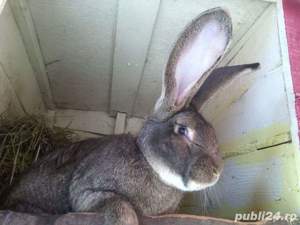 Femele Uriaș German 11 luni rasă pură  - imagine 2