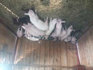 Purcei de vânzare de 3 luni. - imagine 3