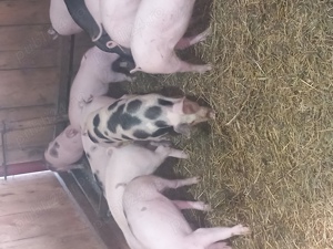 Purcei de vânzare de 3 luni. - imagine 2