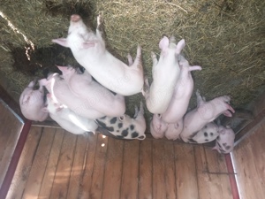 Purcei de vânzare de 3 luni. - imagine 4
