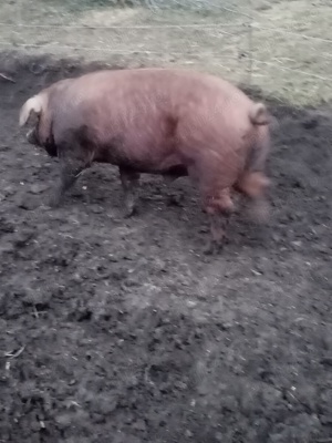 Porc duroc 105 kg