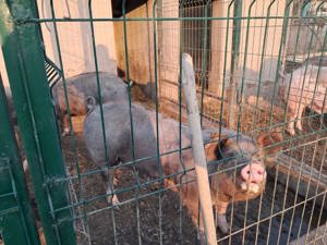Vând porci de carne rasa pietrar - imagine 2
