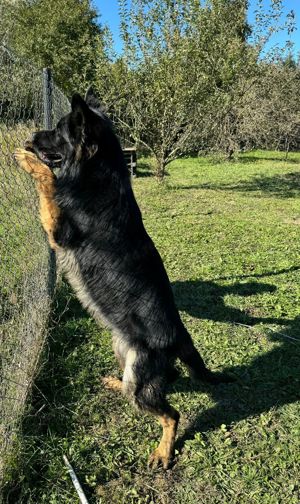 Vând pui ciobanesc german din parinti cu pedigree în vârstă de5 luni. - imagine 5