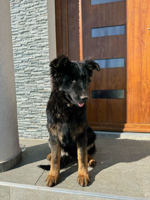 Vând pui ciobanesc german din parinti cu pedigree în vârstă de5 luni. - imagine 4