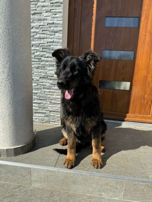 Vând pui ciobanesc german din parinti cu pedigree în vârstă de5 luni. - imagine 3