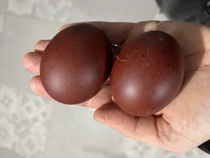 Ouă Marans negru arămiu 