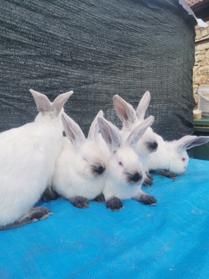 Pui Uriaș de Transilvania  - imagine 5