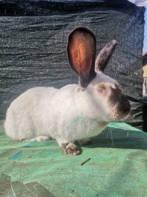 Pui Uriaș de Transilvania  - imagine 4