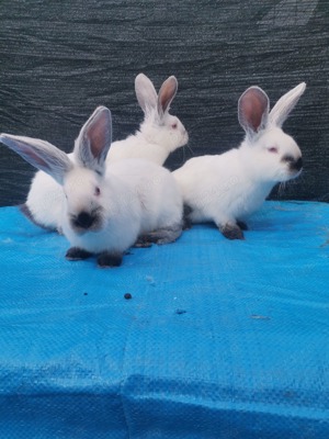 Pui Uriaș de Transilvania  - imagine 2