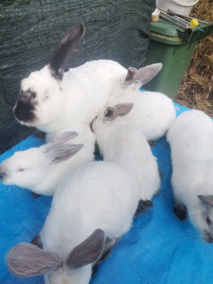 Pui Uriaș de Transilvania  - imagine 3