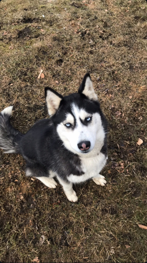 Donez caine Husky femela