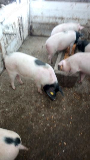 vand porci Bazna ,Marele alb  - imagine 4