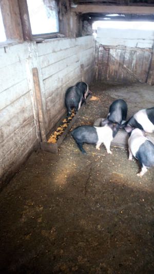 vand porci Bazna ,Marele alb  - imagine 2