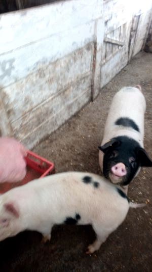 vand porci Bazna ,Marele alb  - imagine 3