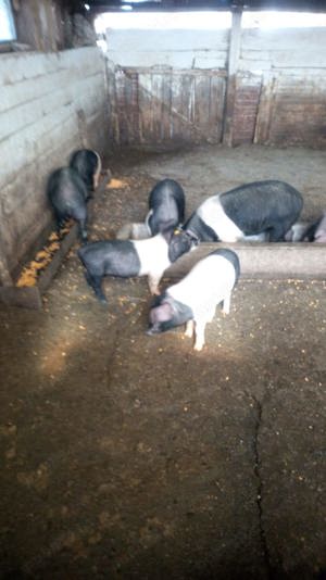 vand porci Bazna ,Marele alb  - imagine 5