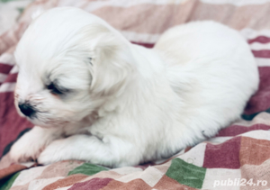 bichon maltesee - imagine 3 bichon maltesee - imagine 3