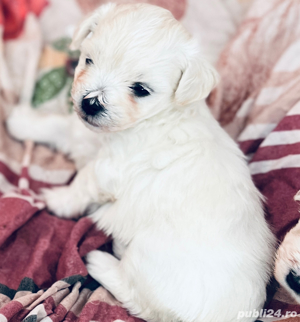 bichon maltesee - imagine 5 bichon maltesee - imagine 5