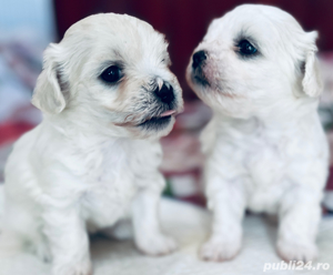 bichon maltesee - imagine 2 bichon maltesee - imagine 2