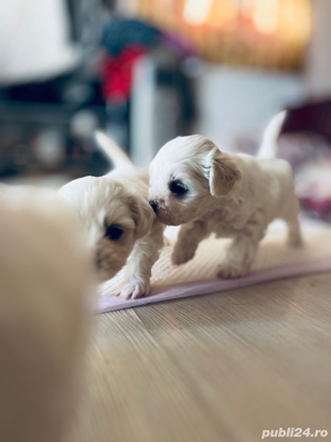 bichon maltesee - imagine 4 bichon maltesee - imagine 4