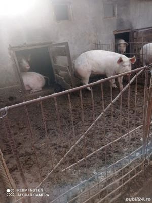 vand porci