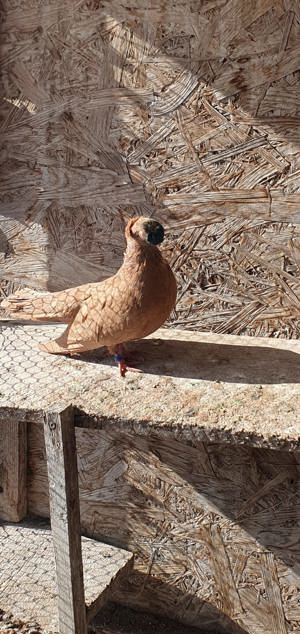 Voiajori German,Jucatori de Amara, Juc.BIRMINGHAM,Calarasi,Voltat englez,Tobosar arab - imagine 3