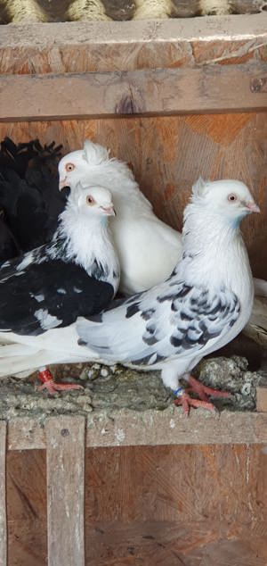 Voiajori German,Jucatori de Amara, Juc.BIRMINGHAM,Calarasi,Voltat englez,Tobosar arab - imagine 2