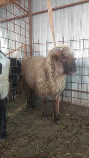 Bebecut metis Carabas 