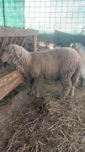 Berbecut merinos